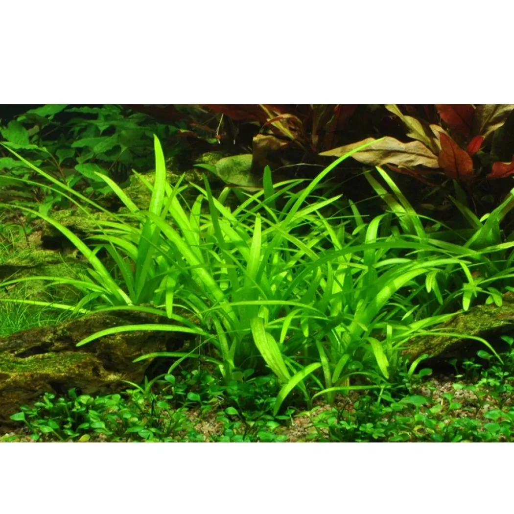 Tropica Sagittaria subulata 1-2-GROW