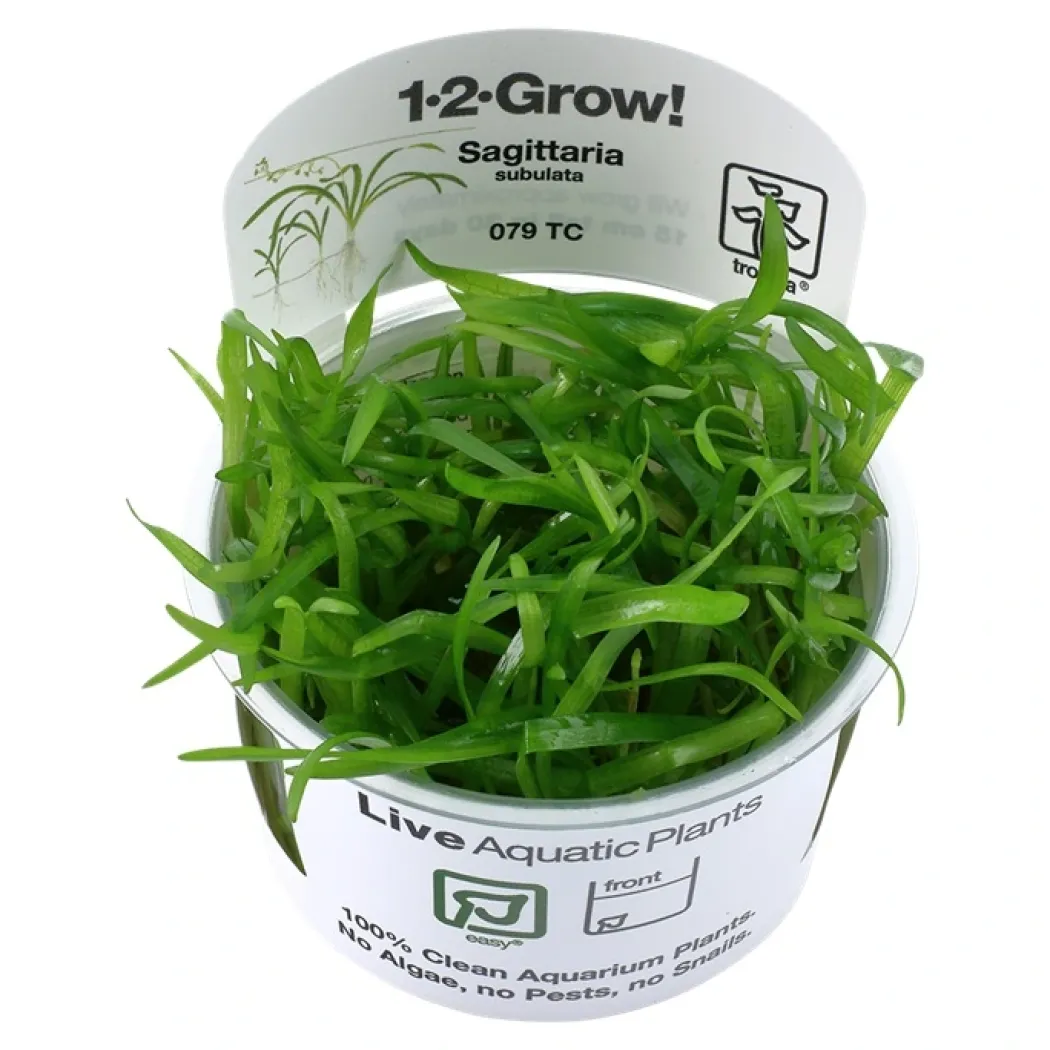 Tropica Sagittaria subulata 1-2-GROW