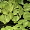 Tropica Salvinia Minima 1-2-GROW