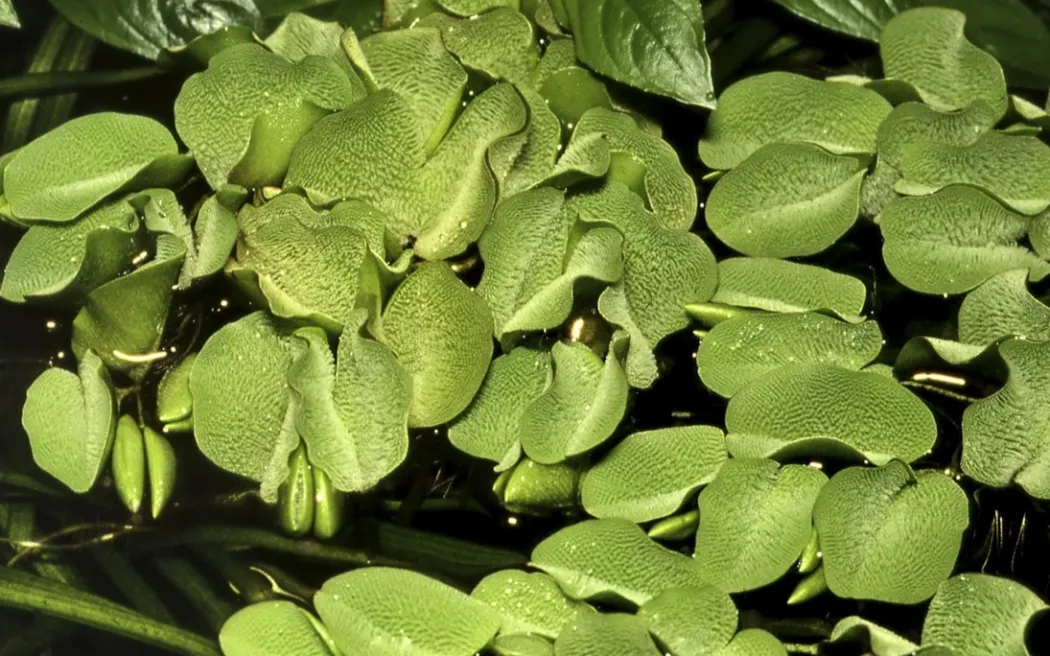 Tropica Salvinia Minima 1-2-GROW