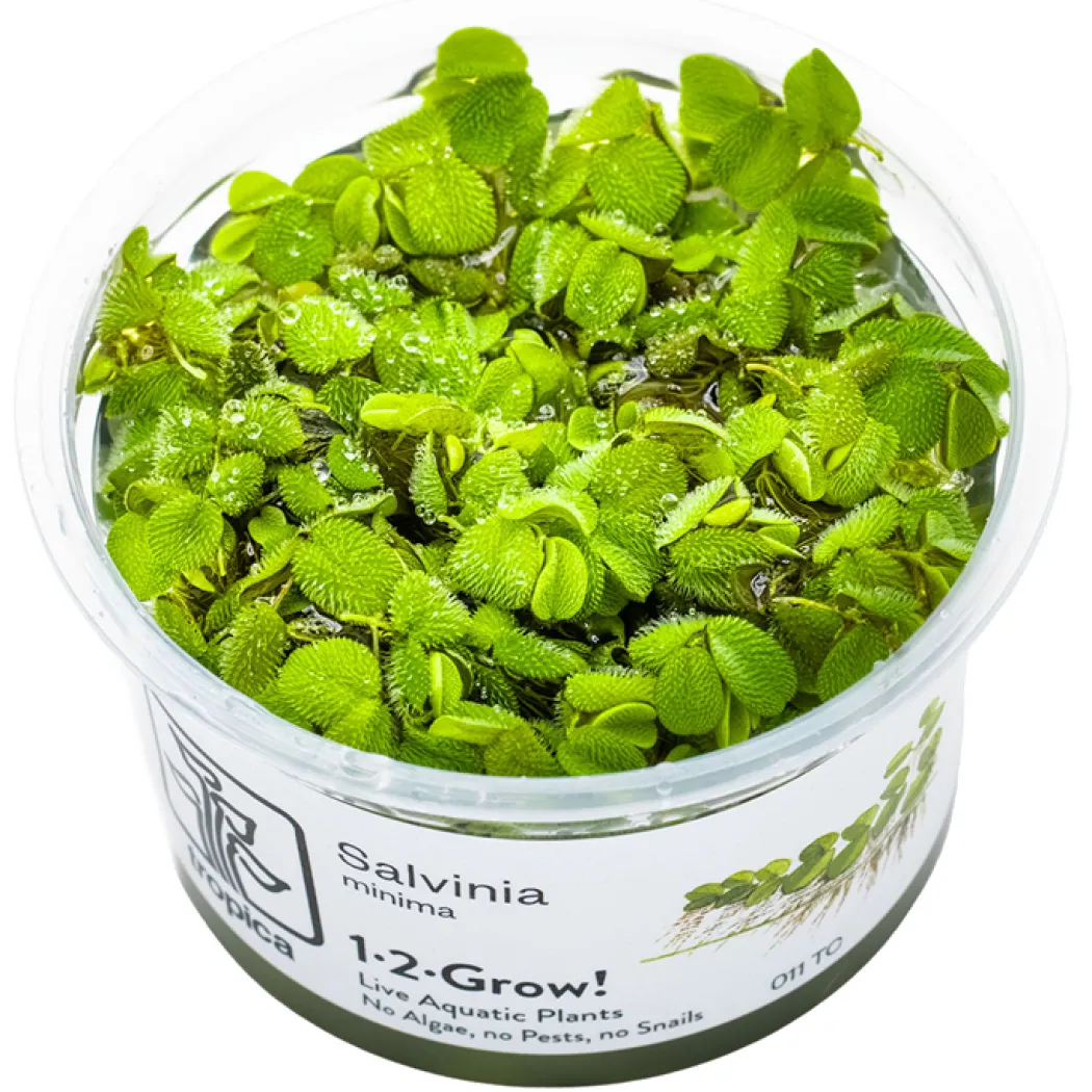 Tropica Salvinia Minima 1-2-GROW