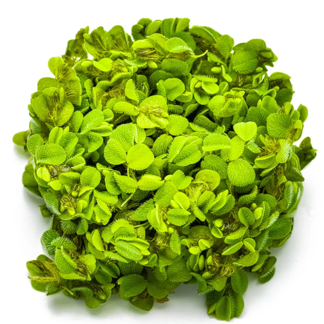 Tropica Salvinia Minima 1-2-GROW