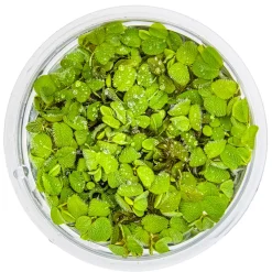 Tropica Salvinia Minima 1-2-GROW