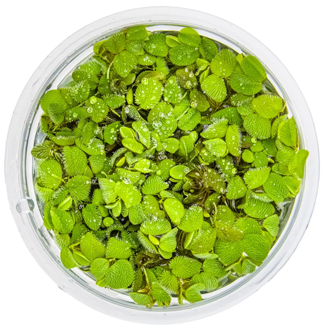 Tropica Salvinia Minima 1-2-GROW