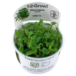 Tropica Staurogyne repens 1-2-GROW