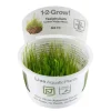 Tropica Taxiphyllum barbieri 'Bogor Moss' 1-2-GROW