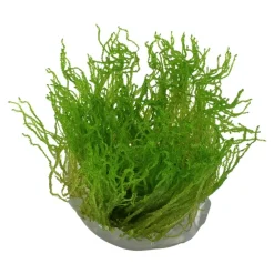 Tropica Taxiphyllum sp. Flame 1-2-GROW