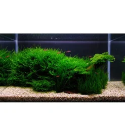 Tropica Taxiphyllum sp. Flame 1-2-GROW