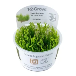 Tropica Taxiphyllum sp. Flame 1-2-GROW