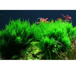 Tropica Taxiphyllum sp. Flame 1-2-GROW