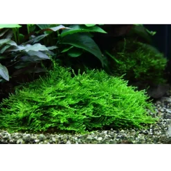 Tropica Taxiphyllum Spiky 1-2-GROW
