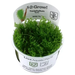Tropica Taxiphyllum Spiky 1-2-GROW