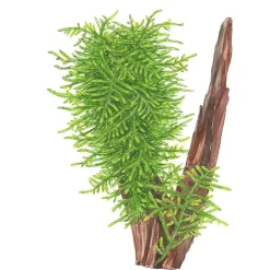 Tropica Taxiphyllum Spiky 1-2-GROW