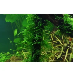 Tropica Taxiphyllum Spiky 1-2-GROW