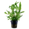 Tropica Ugens plante