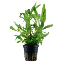 Tropica Ugens plante