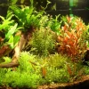 Tropica Ugens sortimentskasse 80 stk