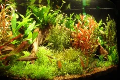 Tropica Ugens sortimentskasse 80 stk