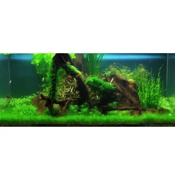 Tropica Utricularia graminifolia 1-2-GROW x 3