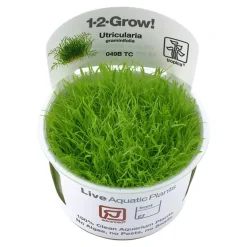 Tropica Utricularia graminifolia 1-2-GROW x 3