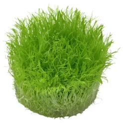 Tropica Utricularia graminifolia 1-2-GROW x 3