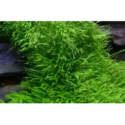Tropica Utricularia graminifolia 1-2-GROW x 3