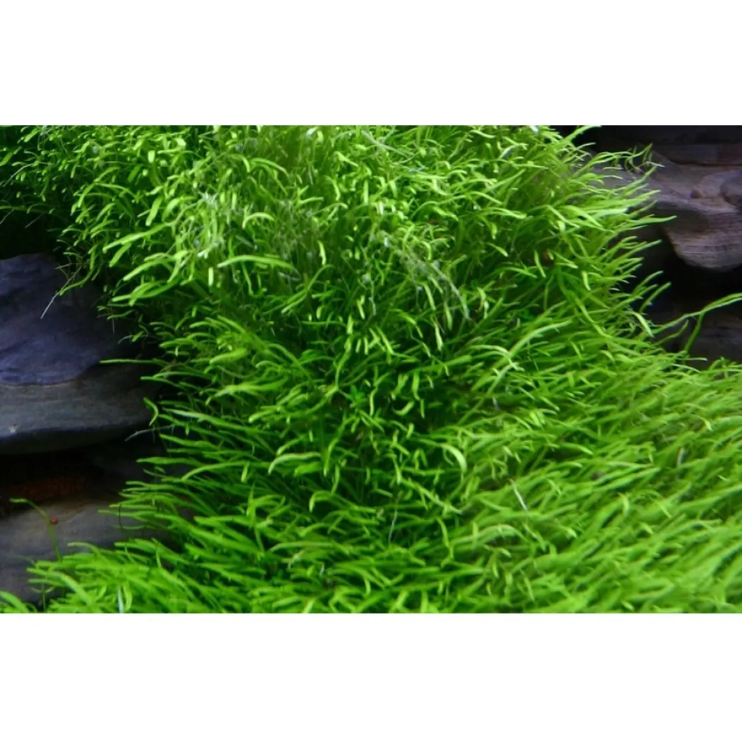 Tropica Utricularia graminifolia 1-2-GROW x 3