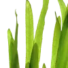 Tropica Vallisneria americana Natans bundt plantestængler