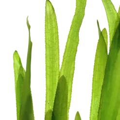 Tropica Vallisneria americana Natans bundt plantestængler