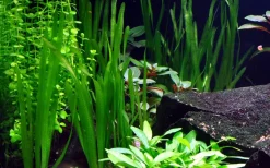 Tropica Vallisneria americana Natans bundt plantestængler