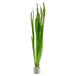 Tropica Vallisneria americana Natans bundt plantestængler