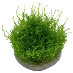 Tropica Vesicularia dubyana Christmas 1-2-GROW