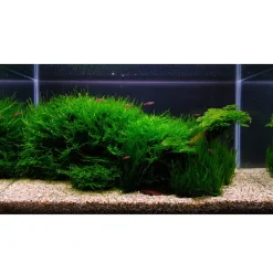 Tropica Vesicularia dubyana Christmas 1-2-GROW