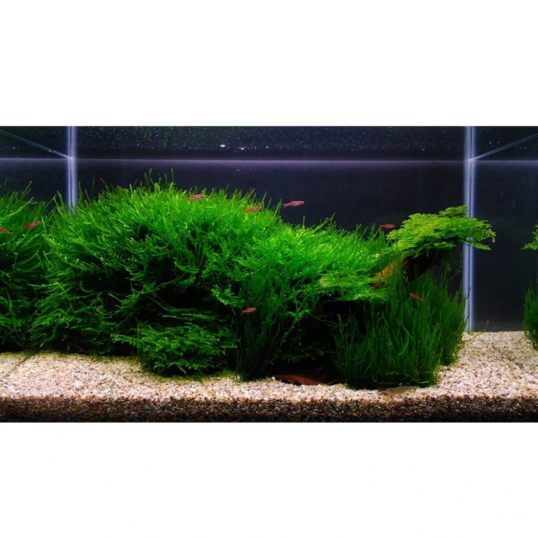 Tropica Vesicularia dubyana Christmas 1-2-GROW