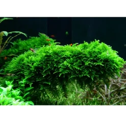Tropica Vesicularia dubyana Christmas 1-2-GROW