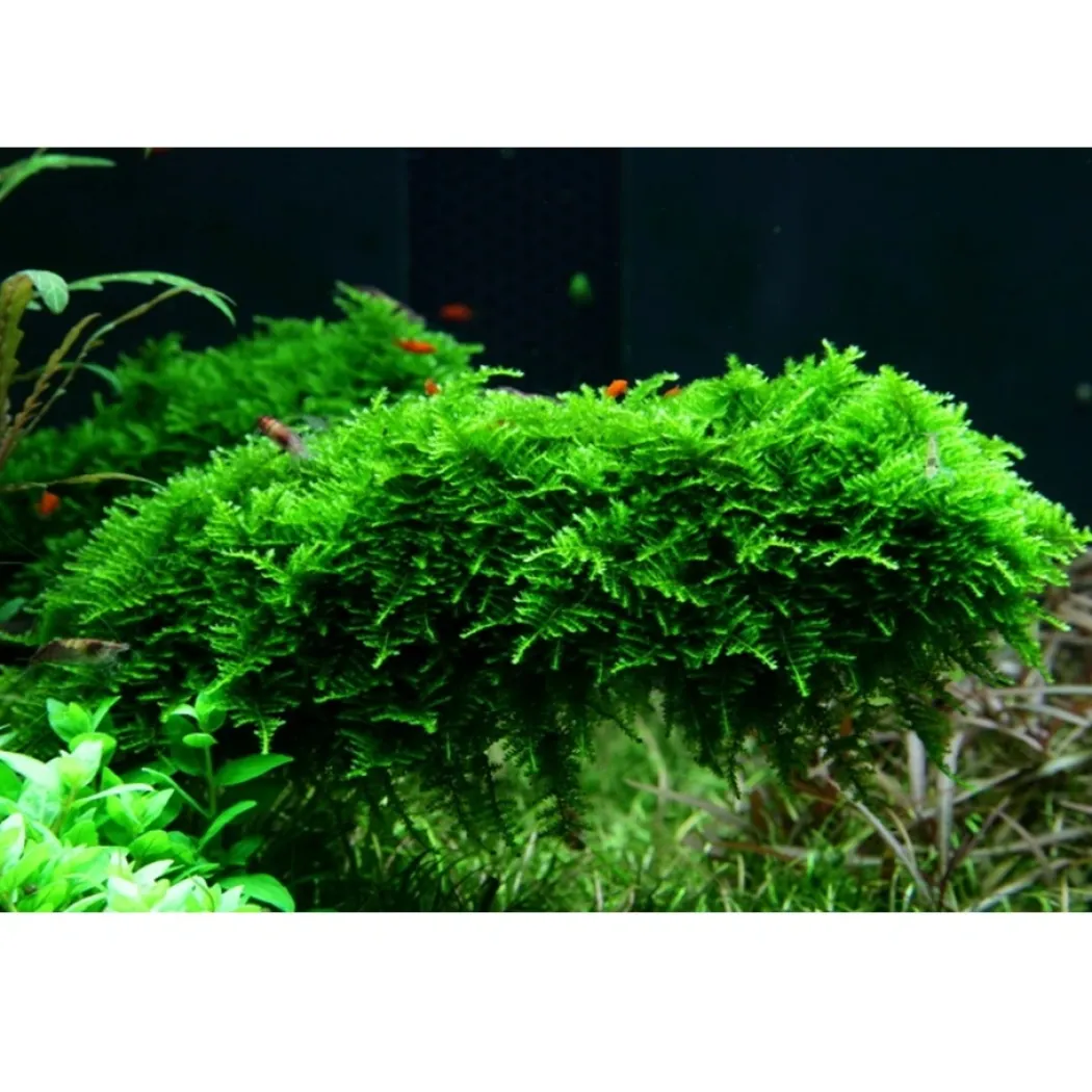 Tropica Vesicularia dubyana Christmas 1-2-GROW