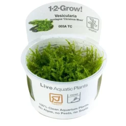 Tropica Vesicularia dubyana Christmas 1-2-GROW