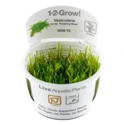 Tropica Vesicularia ferriei Weeping 1-2-GROW