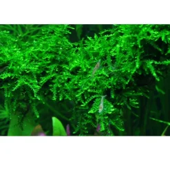 Tropica Vesicularia ferriei Weeping 1-2-GROW