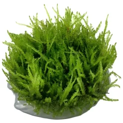 Tropica Vesicularia ferriei Weeping 1-2-GROW