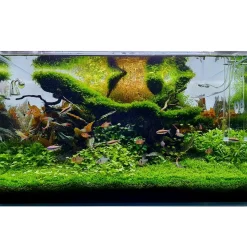 Tropica Vesicularia ferriei Weeping 1-2-GROW