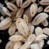 Tropiske bænkebidere (Trichorhina tomentosa)