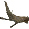 Trærod (Mangrovetræ) XXL 60-80 cm