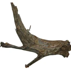 Trærod (Mangrovetræ) XXL 60-80 cm