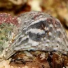 Turbo brunneus M