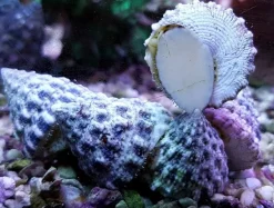 Turbosnegl (Tectus fenestratus) Kæmpe snegl
