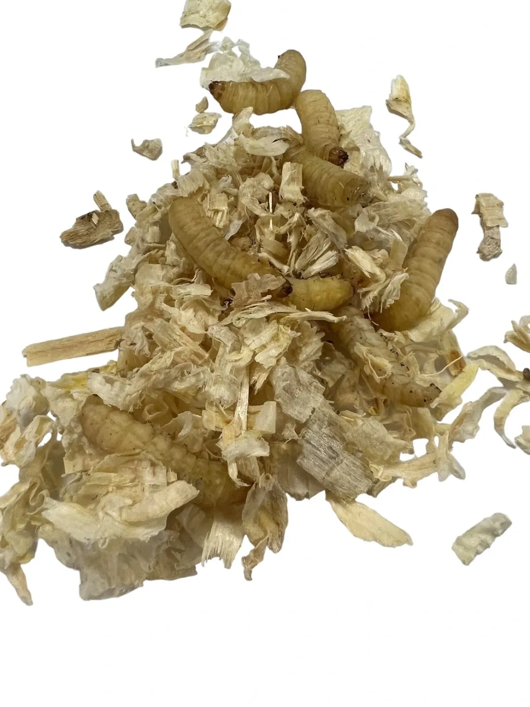 Voksmøl larver (Galleria mellonella) 30 stk
