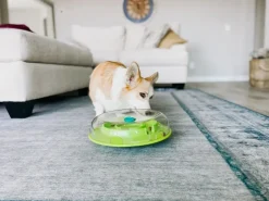 Wobble Bowl Grøn Niveau 1 - interaktiv foderskål til hunde