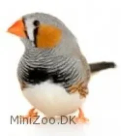 Zebrafinke (Taeniopygia guttata)