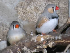 Zebrafinke (Taeniopygia guttata)